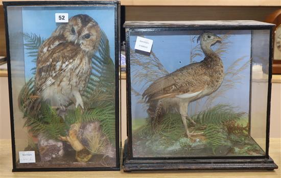 A cased taxidermic peafowl and a Tawny owl, both cased
